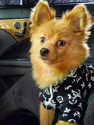Pomeranian Dog Chai Anyah