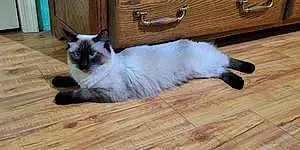 Siamese Cat Mew