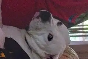 Pit Bull Terrier Dog Abel