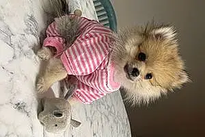 Pomeranian Dog Jingle Poo