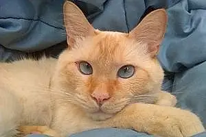 Siamese Cat Titan