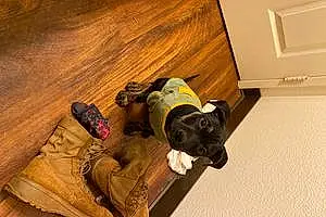 Pit Bull Terrier Dog Solstice