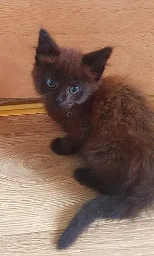 British Shorthair Cat Dougal