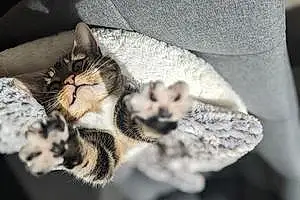 British Shorthair Cat Tifa
