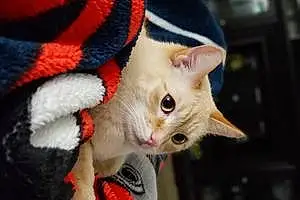 Siamese Cat Levi