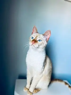 Siamese Cat Kona