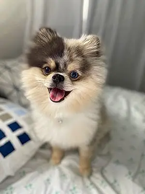 Pomeranian Dog Comet