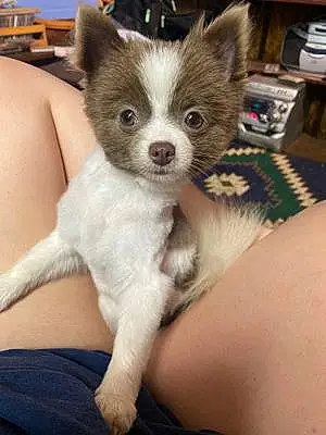 Pomeranian Dog Gidget