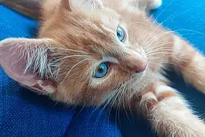 British Shorthair Cat Remy