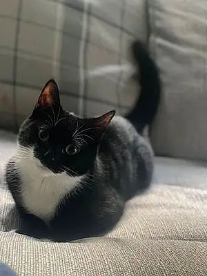 Name British Shorthair Cat Beatrice