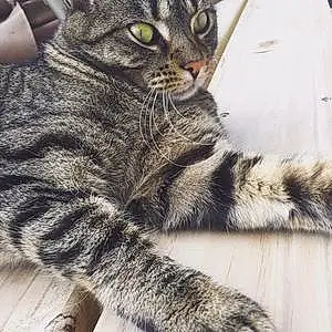 Siamese Cat Kiki