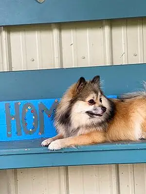 Pomeranian Dog Nola