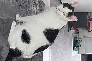 British Shorthair Cat Oero