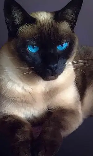 Siamese Cat Paedrah
