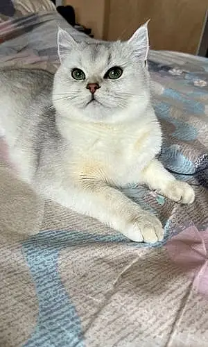British Shorthair Cat Sonia