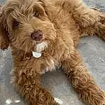 Dog, Dog breed, Carnivore, Liver, Companion dog, Snout, Water Dog, Working Animal, Terrier, Furry friends, Canidae, Toy Dog, Dog Collar, Maltepoo, Dog Supply, Yorkipoo, Small Terrier, Puppy