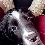 Dog, Dog breed, Carnivore, Ear, Whiskers, Companion dog, Snout, Spaniel, Furry friends, Bored, Border Collie, Working Animal, Canidae, Gun Dog, Working Dog, Herding Dog