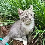 Plant, Cat, Felidae, Carnivore, Small To Medium-sized Cats, Grass, Whiskers, Fawn, Terrestrial Animal, Groundcover, Snout, Tail, Herbaceous Plant, Furry friends, Domestic Short-haired Cat, Paw, Herb, Sitting