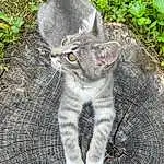 Cat, Eyes, Felidae, Carnivore, Plant, Small To Medium-sized Cats, Whiskers, Grey, Fawn, Grass, Terrestrial Animal, Groundcover, Snout, Tail, Domestic Short-haired Cat, Furry friends, Paw, Sitting, Road Surface