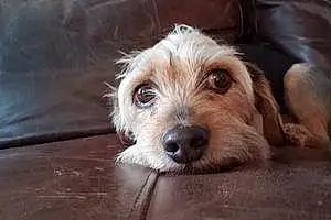 Name Yorkshire Terrier Dog Coda