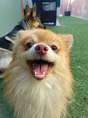 Pomeranian Dog Kobe