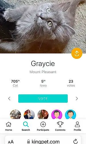 Name Cat Graycie