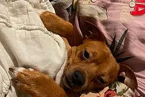 Name Chihuahua Dog Gordo