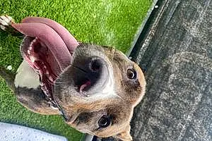 Name Pit Bull Terrier Dog Deja
