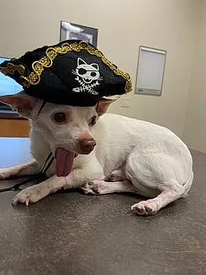 Name Chihuahua Dog Chesney