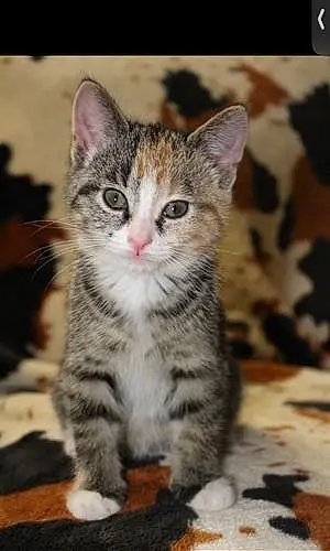 Name American Wirehair Cat Delilah
