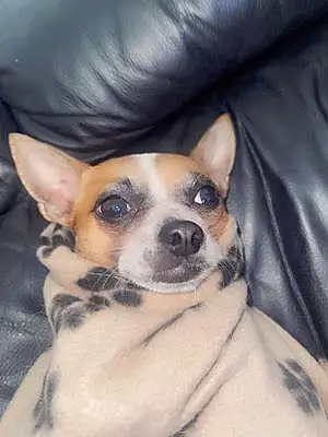 Name Chihuahua Dog Benjamin