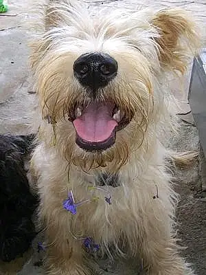 Name Scottish Terrier Dog Dougal