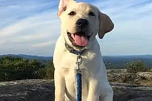 Name Labrador Retriever Dog Brooks