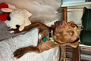Name Pit Bull Terrier Dog Cher