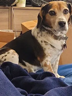 Name Beagle Dog Bagel