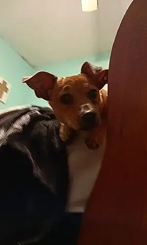 Name Chihuahua Dog Archer