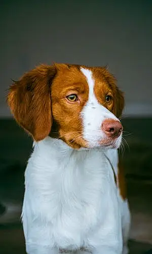 Name Brittainy Spaniel Dog Angle