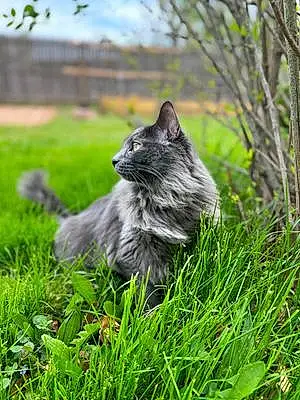 Name Maine Coon Cat Abu
