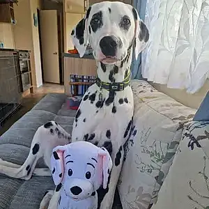 Name Dalmatian Dog Bonny