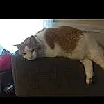 Cat, Comfort, Cloud, Felidae, Carnivore, Small To Medium-sized Cats, Wood, Whiskers, Snout, Tail, Domestic Short-haired Cat, Paw, Furry friends, Hardwood, Room, Lap, Square, Nap, Box, Claw