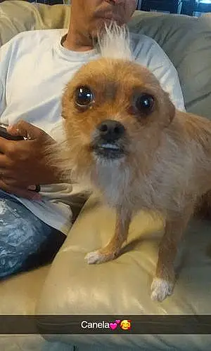 Name Chihuahua Dog Canela