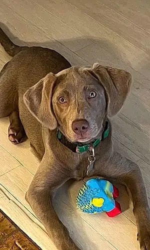 Name Labrador Retriever Dog Cannoli