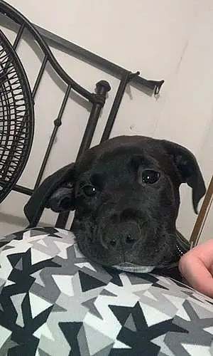 Name Labrador Retriever Dog Atticus
