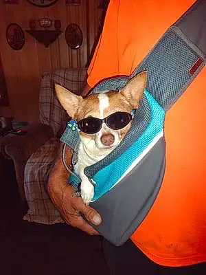 Name Chihuahua Dog Fitzgerald