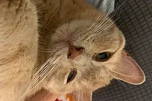 Name American Shorthair Cat Dunkin