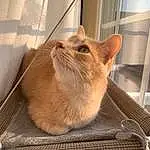 Cat, Felidae, Carnivore, Small To Medium-sized Cats, Pet Supply, Whiskers, Fawn, Snout, Furry friends, Wood, Tail, Cat Supply, Cage, Domestic Short-haired Cat, Animal Shelter, Claw, Window, Terrestrial Animal, Canidae