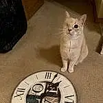 Watch, Cat, White, Clock, Grey, Analog Watch, Carnivore, Felidae, Whiskers, Small To Medium-sized Cats, Circle, Measuring Instrument, Tail, Domestic Short-haired Cat, Fashion Accessory, Wood, Watch Accessory, Font, Luggage And Bags, Number