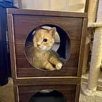 Furniture, Shelf, Chair, Wood, Textile, Fawn, Carnivore, Felidae, Gas, Toy, Shelving, Small To Medium-sized Cats, Whiskers, Drawer, Metal, Teddy Bear, Tail, Circle, Room, Furry friends