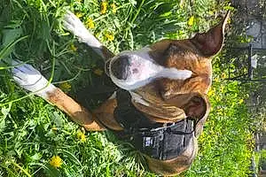 Name Boxer Dog Dandelion