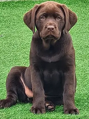 Name Labrador Retriever Dog Darcey